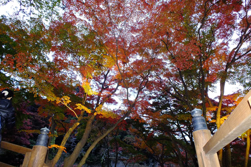 f:id:miyako2226:20181128221136j:plain