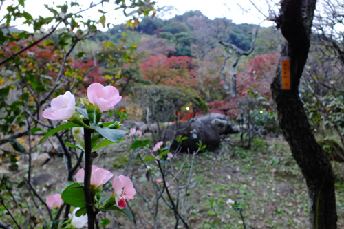 f:id:miyako2226:20181128222109j:plain