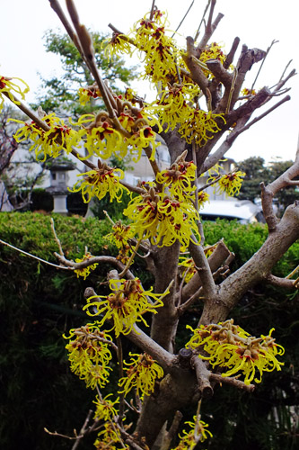 f:id:miyako2226:20190227230713j:plain