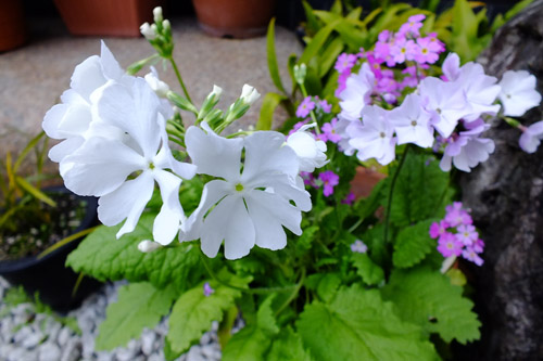 f:id:miyako2226:20190414204400j:plain f:id:miyako2226:20190414204400j:plain