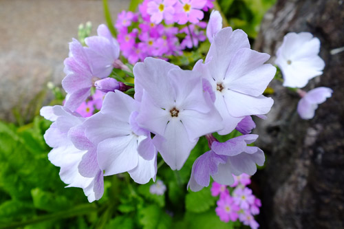 f:id:miyako2226:20190414204430j:plain f:id:miyako2226:20190414204430j:plain