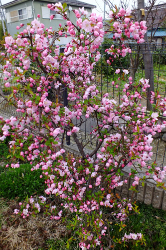 f:id:miyako2226:20190414212539j:plain f:id:miyako2226:20190414212539j:plain