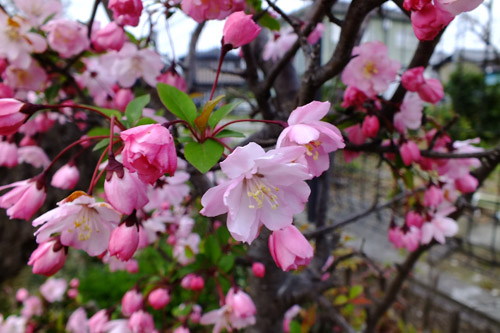 f:id:miyako2226:20190414212806j:plain f:id:miyako2226:20190414212806j:plain