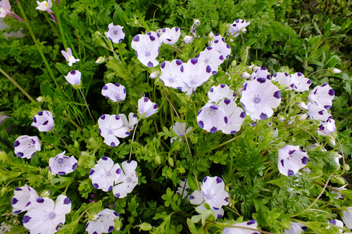 f:id:miyako2226:20190414212953j:plain f:id:miyako2226:20190414212953j:plain
