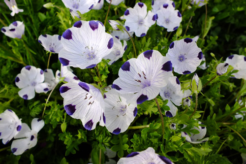 f:id:miyako2226:20190414213029j:plain f:id:miyako2226:20190414213029j:plain