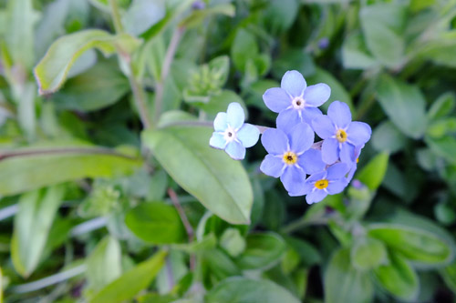 f:id:miyako2226:20190414215923j:plain f:id:miyako2226:20190414215923j:plain