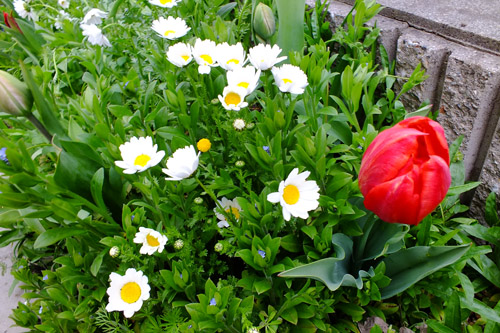 f:id:miyako2226:20190414221212j:plain f:id:miyako2226:20190414221212j:plain