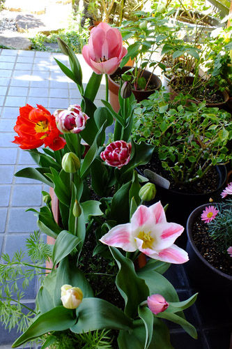 f:id:miyako2226:20190414222024j:plain f:id:miyako2226:20190414222024j:plain