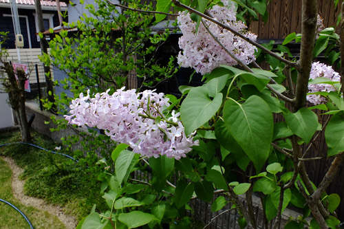 f:id:miyako2226:20190428215335j:plain