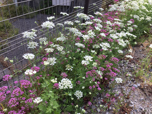 f:id:miyako2226:20190520220132j:plain f:id:miyako2226:20190520220132j:plain