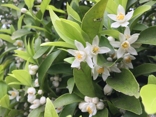 f:id:miyako2226:20190520223210j:plain f:id:miyako2226:20190520223210j:plain