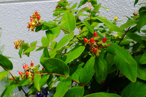 f:id:miyako2226:20190605120814j:plain f:id:miyako2226:20190605120814j:plain