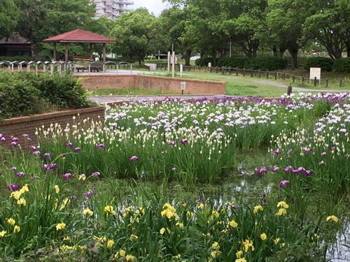 f:id:miyako2226:20190616112755j:plain