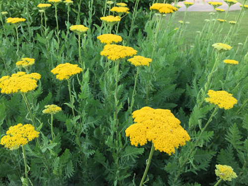 f:id:miyako2226:20190616113318j:plain