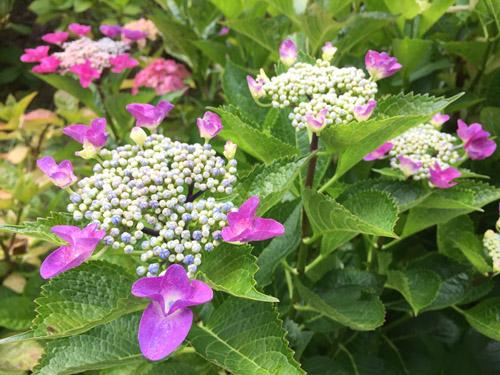 f:id:miyako2226:20190616113711j:plain