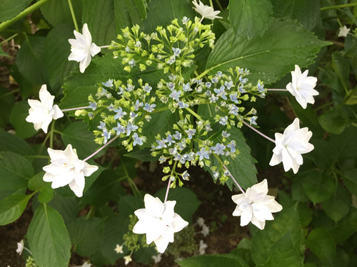 f:id:miyako2226:20190616113734j:plain