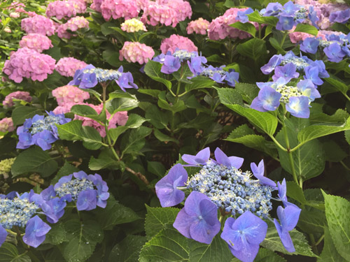 f:id:miyako2226:20190616113805j:plain