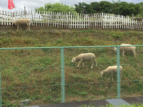 f:id:miyako2226:20190616113906j:plain