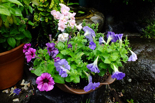 f:id:miyako2226:20190630110703j:plain