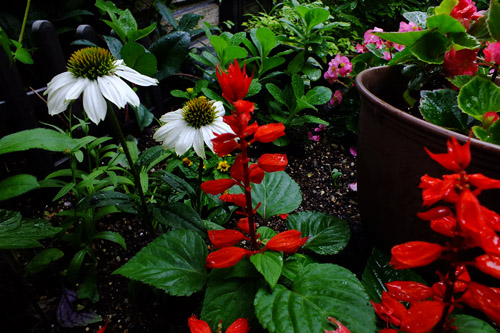 f:id:miyako2226:20190630115314j:plain