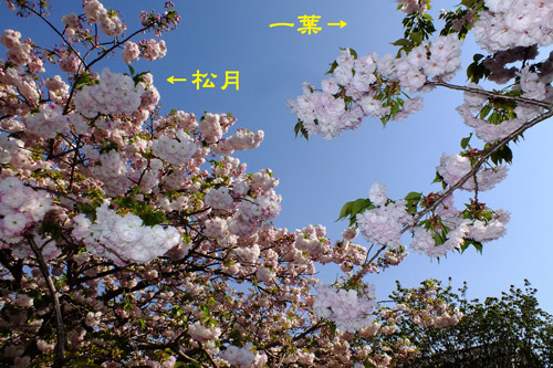 f:id:miyako2226:20200427221944j:plain