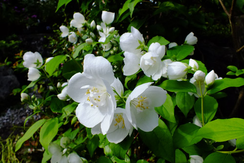 f:id:miyako2226:20200525152421j:plain