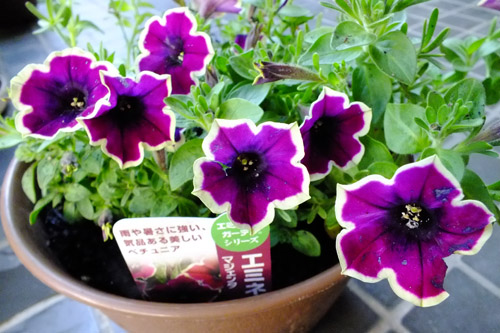 f:id:miyako2226:20200525165140j:plain