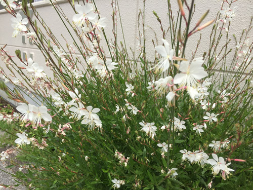 f:id:miyako2226:20200604193630j:plain