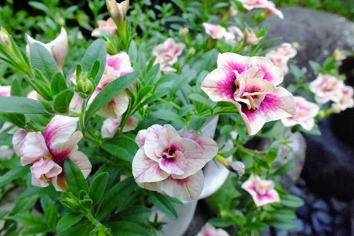 f:id:miyako2226:20200815175827j:plain
