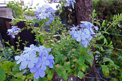 f:id:miyako2226:20200815181914j:plain