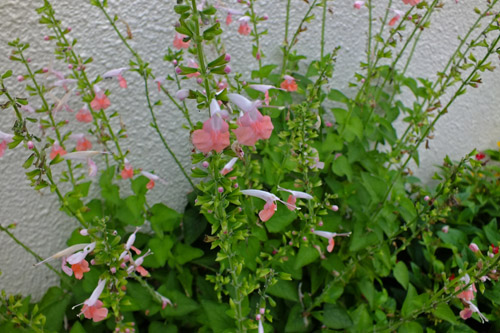 f:id:miyako2226:20200918190930j:plain f:id:miyako2226:20200918190930j:plain