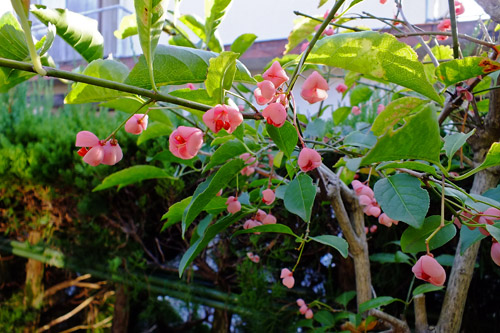 f:id:miyako2226:20201112202838j:plain