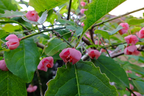 f:id:miyako2226:20201112203112j:plain