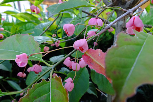 f:id:miyako2226:20201112203342j:plain