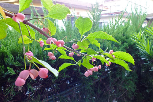 f:id:miyako2226:20201112204011j:plain