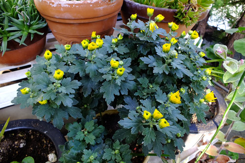 f:id:miyako2226:20201112210841j:plain