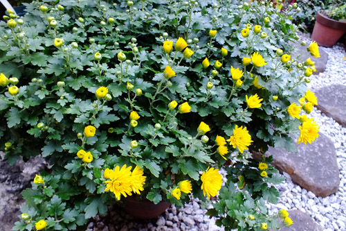 f:id:miyako2226:20201112210916j:plain