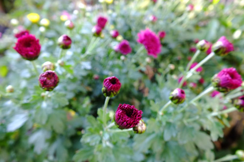 f:id:miyako2226:20201112212425j:plain