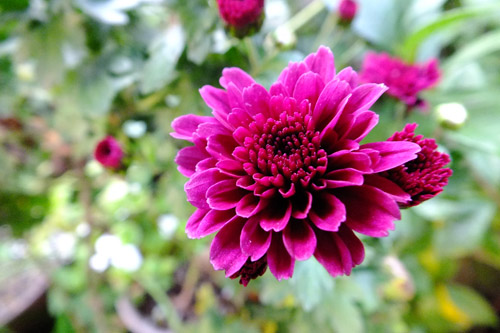 f:id:miyako2226:20201112212459j:plain