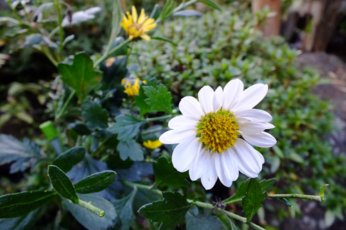 f:id:miyako2226:20201112215919j:plain