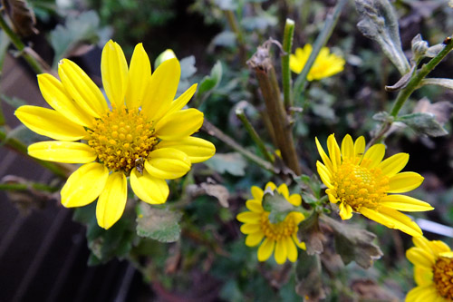 f:id:miyako2226:20201112215936j:plain