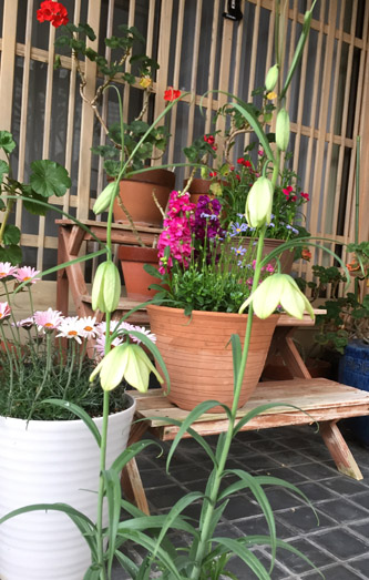 f:id:miyako2226:20210315164013j:plain