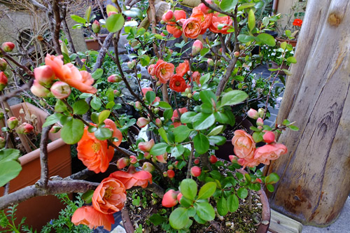 f:id:miyako2226:20210324211850j:plain