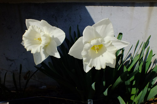 f:id:miyako2226:20210324213523j:plain