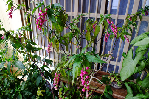 f:id:miyako2226:20211016163619j:plain