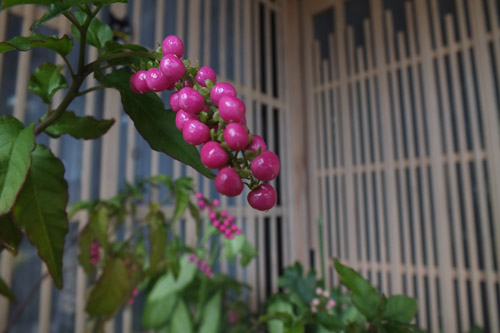 f:id:miyako2226:20211016163721j:plain