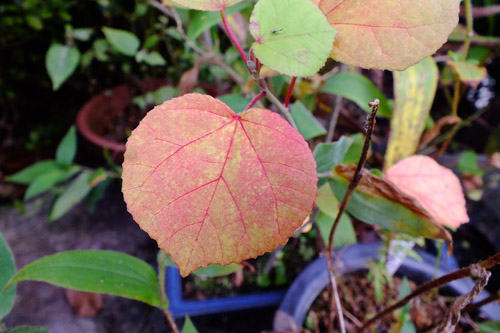 f:id:miyako2226:20211028132831j:plain