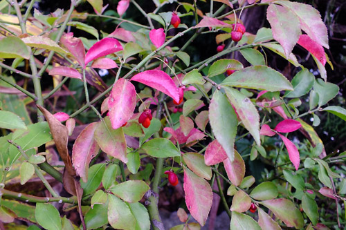 f:id:miyako2226:20211028132951j:plain