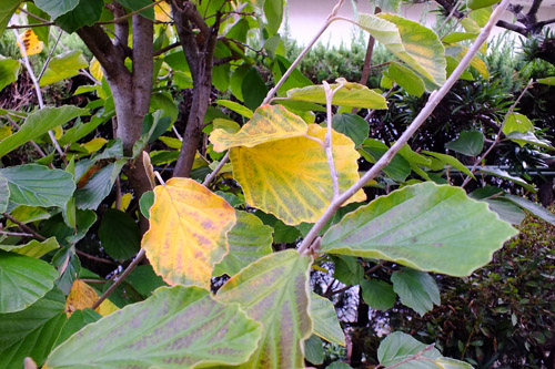 f:id:miyako2226:20211028133025j:plain