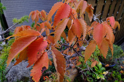 f:id:miyako2226:20211028133048j:plain